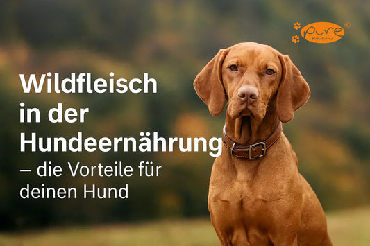 Vizsla Hund sitzt vor herbstlicher Naturkulisse – Text: Wildfleisch in der Hundeernährung, die Vorteile für deinen Hund – Pure Naturfutter
