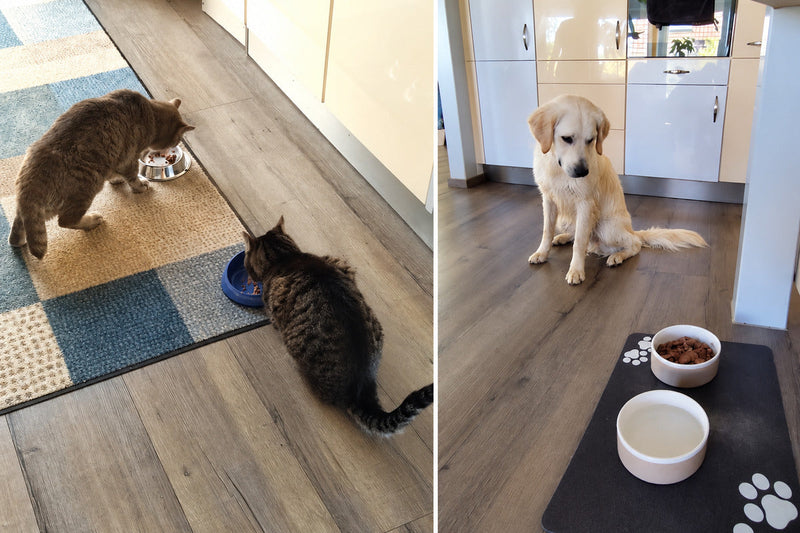 Hund und zwei Katzen bei ihren Futter- und Wassernäpfen in der Küche.