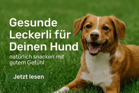 Ein gluecklicher braun-weisser Hund liegt auf gruenem Rasen. Links im Bild steht der Text: „Gesunde Leckerli fuer Deinen Hund – natuerlich snacken mit gutem Gefuehl“. Darunter ein Button mit „Jetzt lesen“.