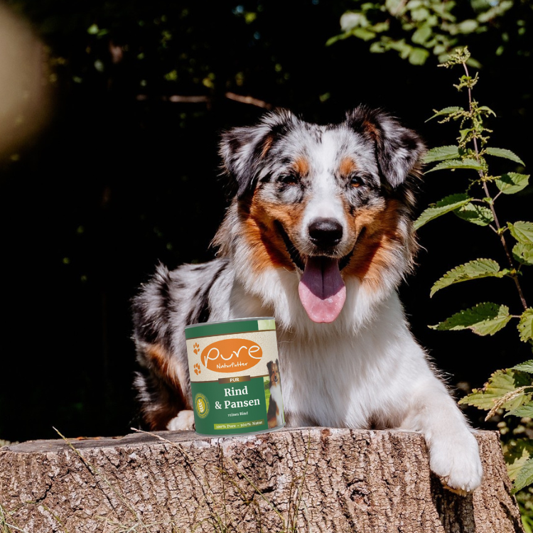 Australian Shepherd mit Hunde Menü Rind und Pansen von Pure Naturfutter – natürliches, getreidefreies Hundefutter ohne Konservierungsstoffe