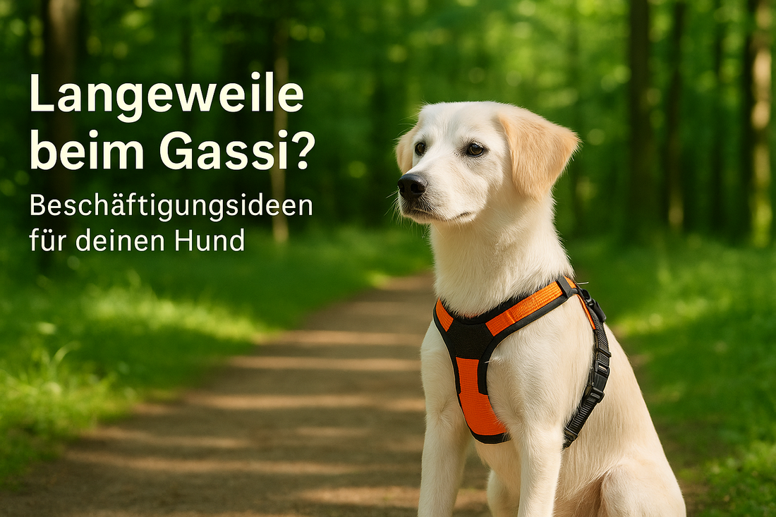 Langeweile beim Spaziergang? So machst du jede Gassirunde zum Abenteuer für deinen Hund