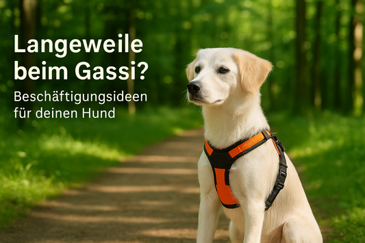 Langeweile beim Spaziergang? So machst du jede Gassirunde zum Abenteuer für deinen Hund