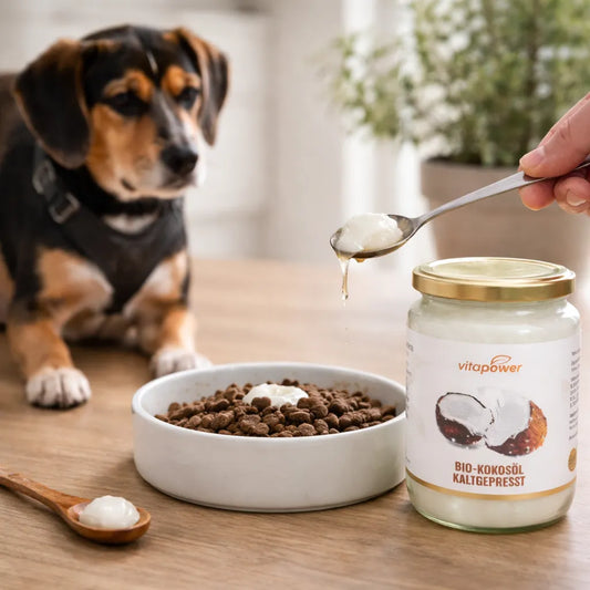 Bio Kokosöl für Hunde wird als natürliches Ergänzungsfutter über Trockenfutter gegeben