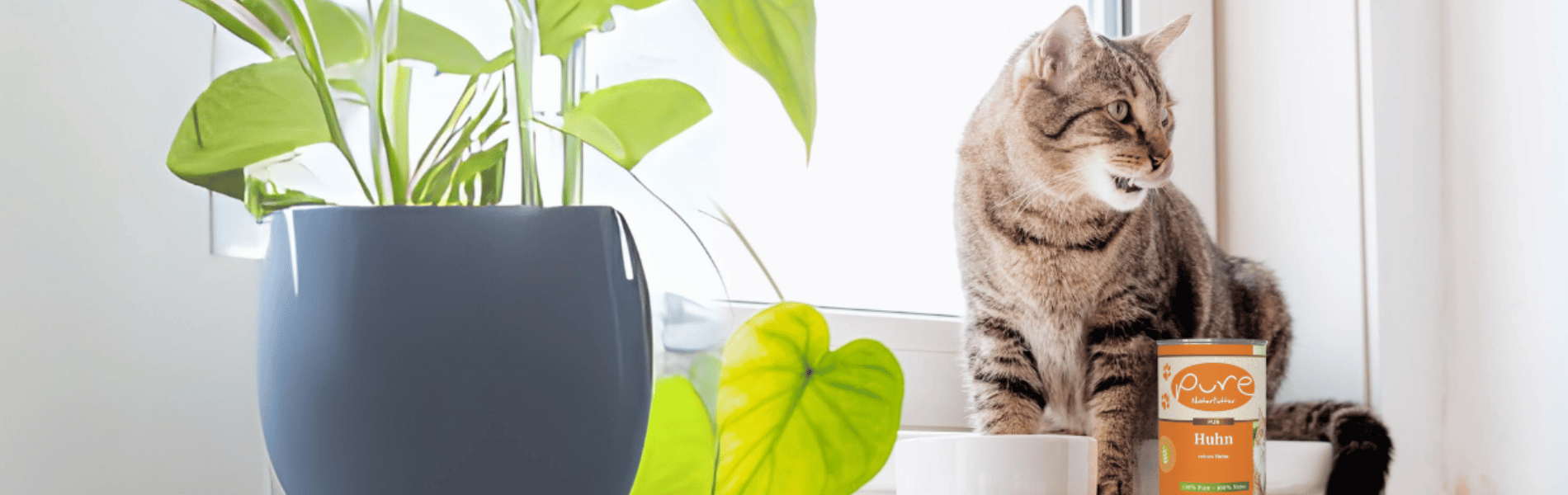 Natur PUR für deine Katze – Feinstes Nassfutter mit 100 % Fleisch, ohne Zusätze, nur purer Genuss für deine Samtpfote.