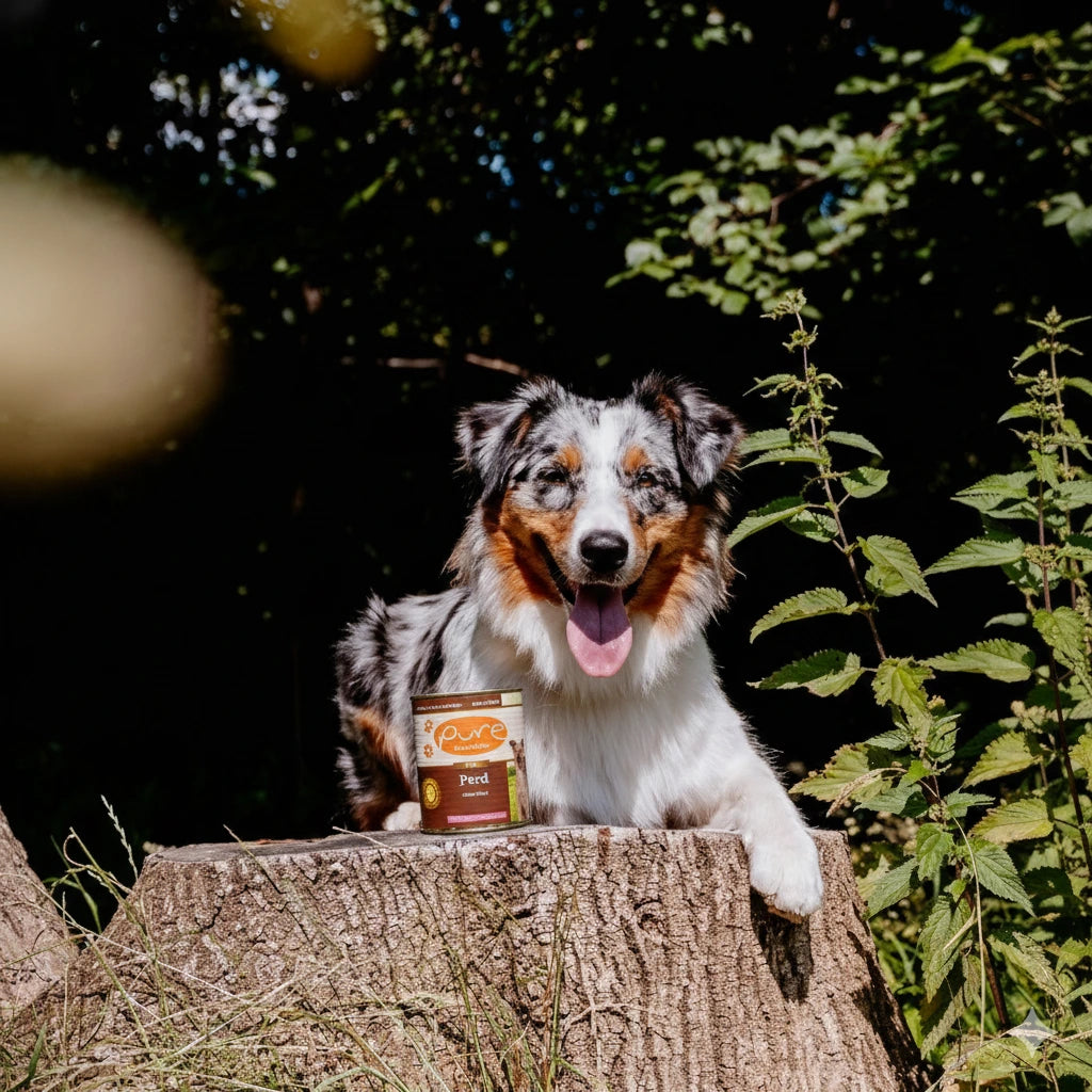Hund liegt auf einem Baumstamm im Wald neben einer Dose PURE Pferd Sensitive – natürliches Single-Protein-Nassfutter für Hunde