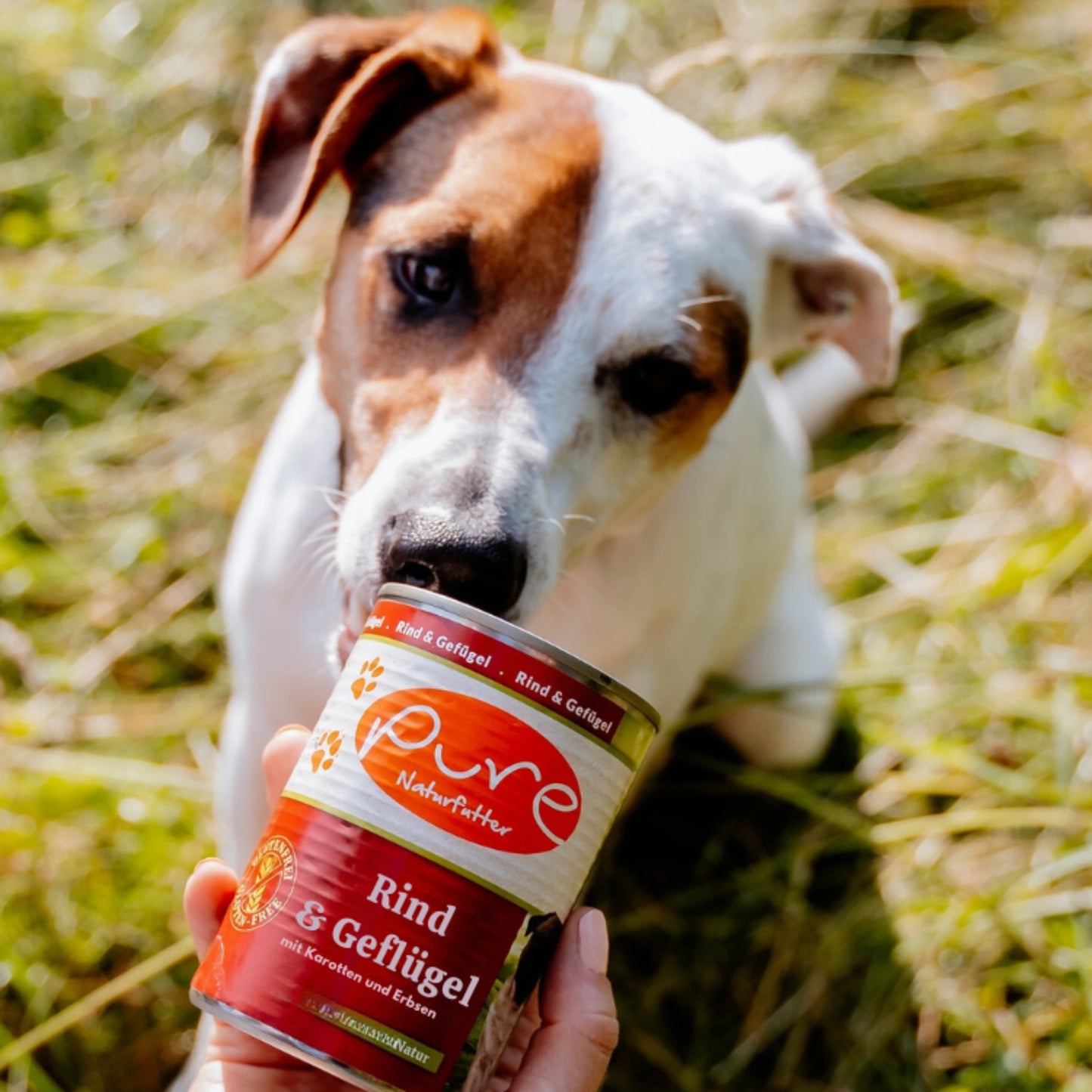 Hund schnuppert an einer Dose PURE Hundemenü Rind & Geflügel auf der Wiese – natürliches Nassfutter für Hunde