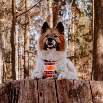 Hund im Wald sitzt auf einem Baumstamm neben einer Dose PURE Rind & Geflügel – getreidefreies Nassfutter für Hunde