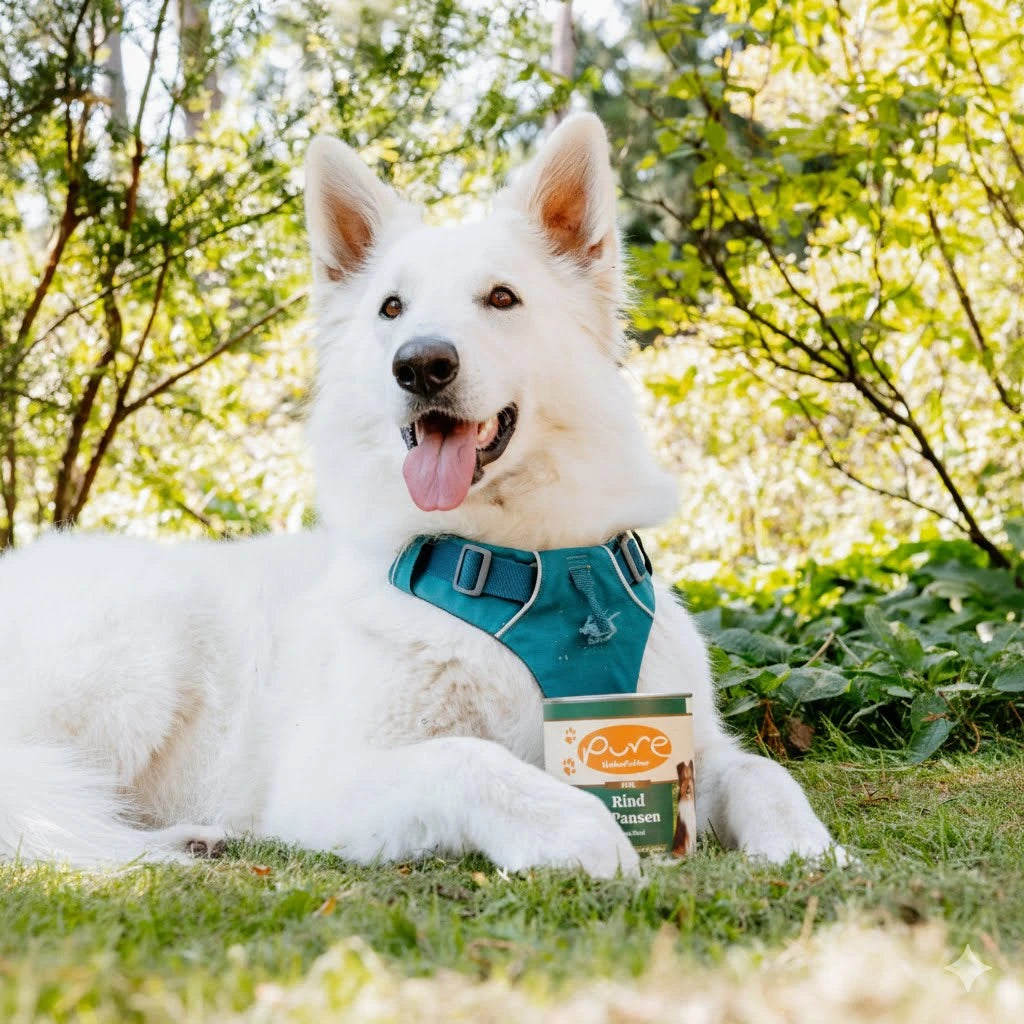 Weisser Hund liegt im Wald neben einer Dose PURE Rind & Pansen – natürliches Nassfutter für Hunde