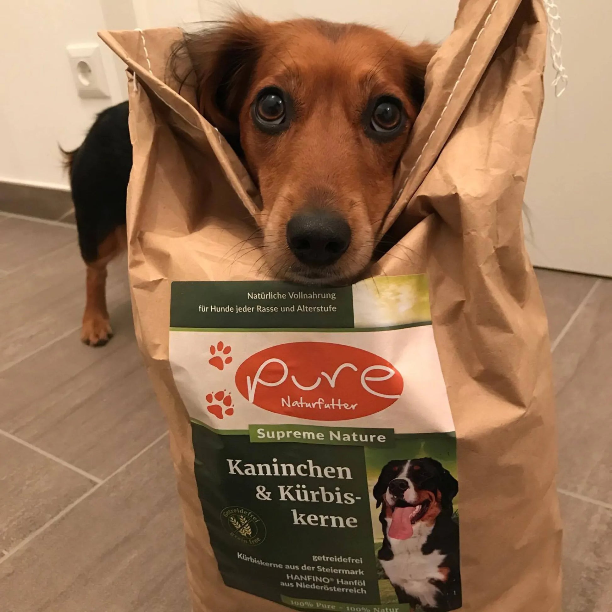 Hund steckt seinen Kopf in einen grossen Sack PURE Kaninchen & Kürbiskerne – hochwertiges Trockenfutter für Hunde
