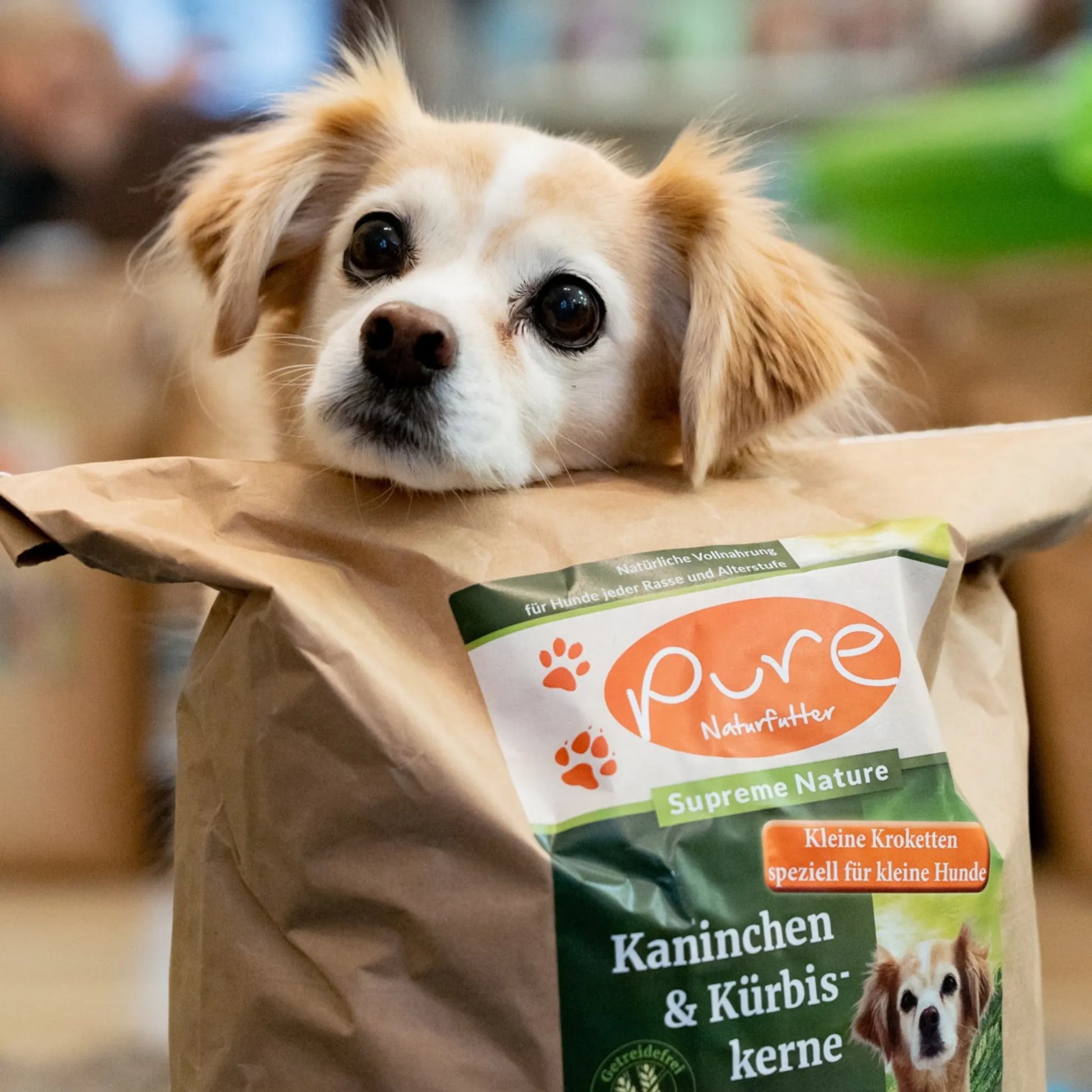Hund schaut über einen geöffneten Futtersack PURE Kaninchen & Kürbiskerne Kleine Kroketten – natürliches Trockenfutter für kleine Hunde