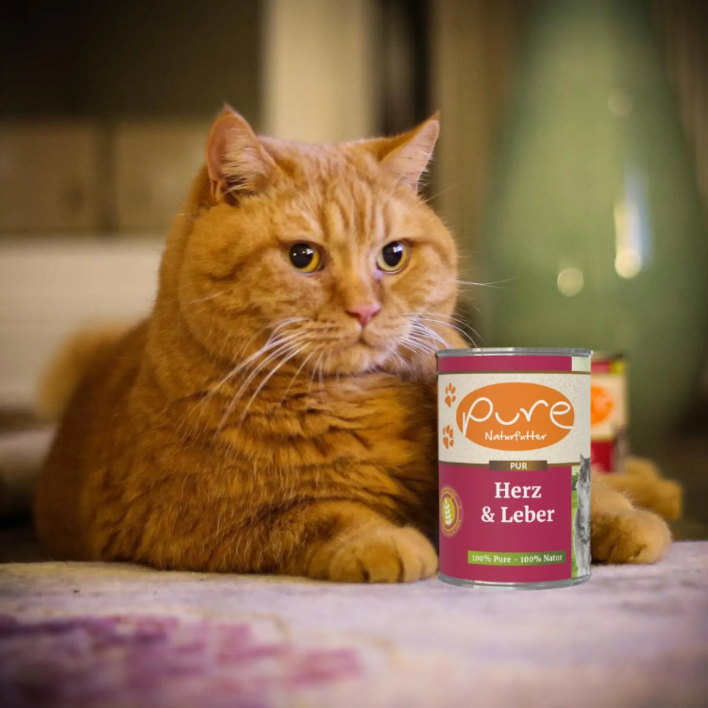 Rote Katze liegt im Innenraum neben einer Dose PURE Herz & Leber – hochwertiges Nassfutter für Katzen