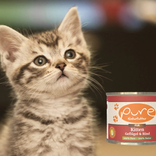 Junges Kätzchen sitzt vor einer Dose PURE Kitten Geflügel & Rind – natürliches Nassfutter für Kitten