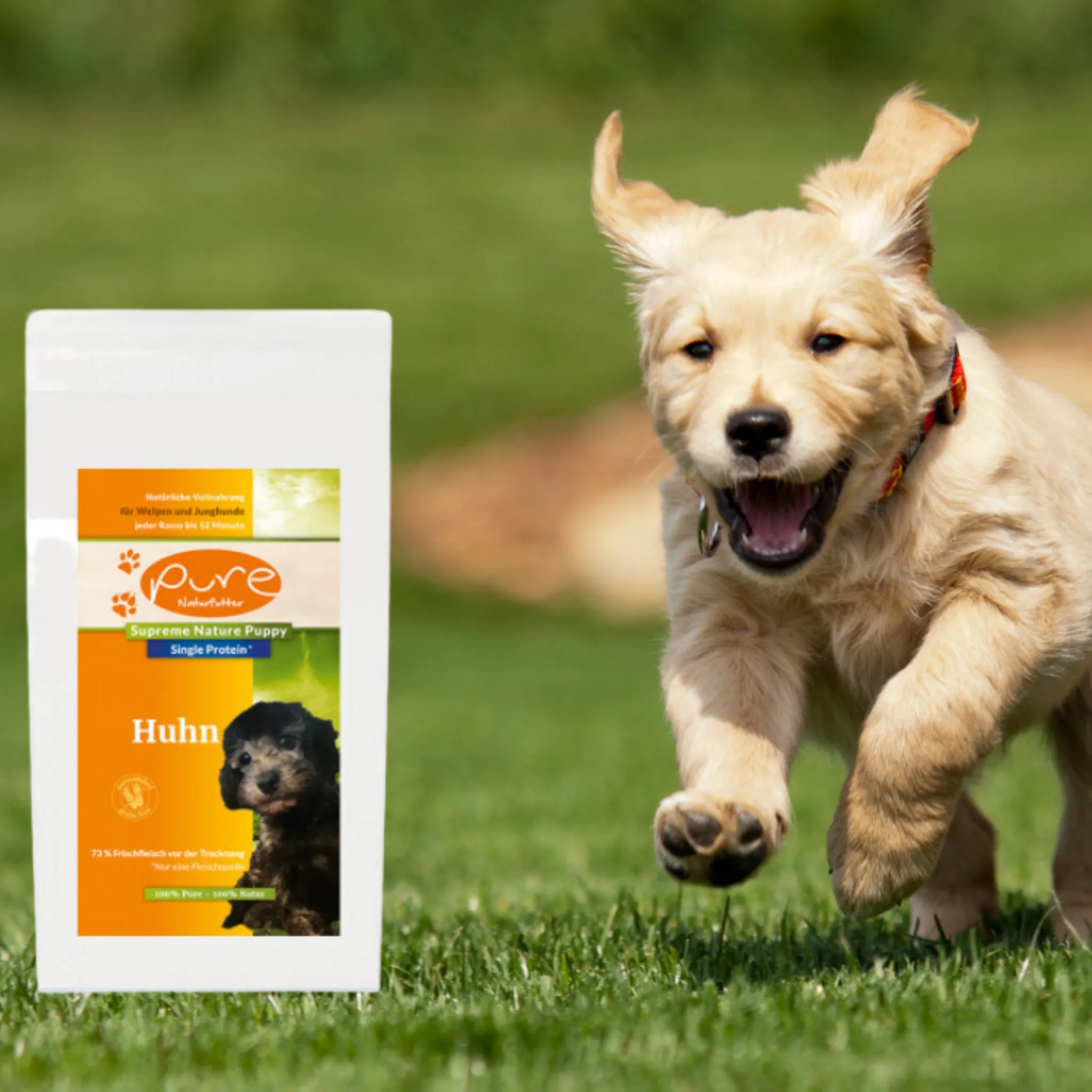 Golden Retriever Welpe rennt über die Wiese neben einem Beutel PURE Puppy Huhn – natürliches Single-Protein-Welpenfutter