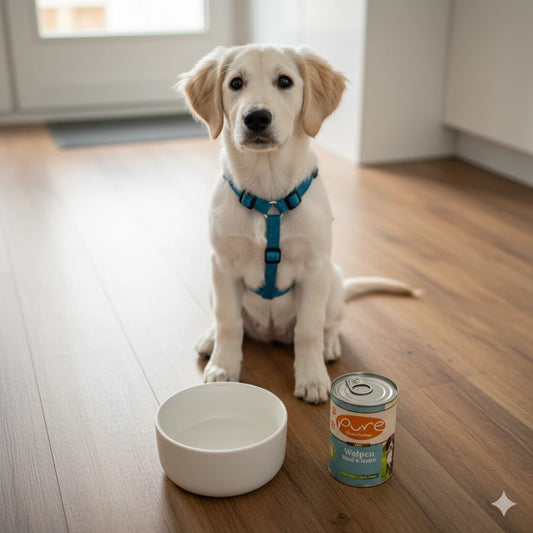 Labrador-Welpe sitzt in der Küche neben einer Dose PURE Welpenmenü Rind & Geflügel und einem Futternapf