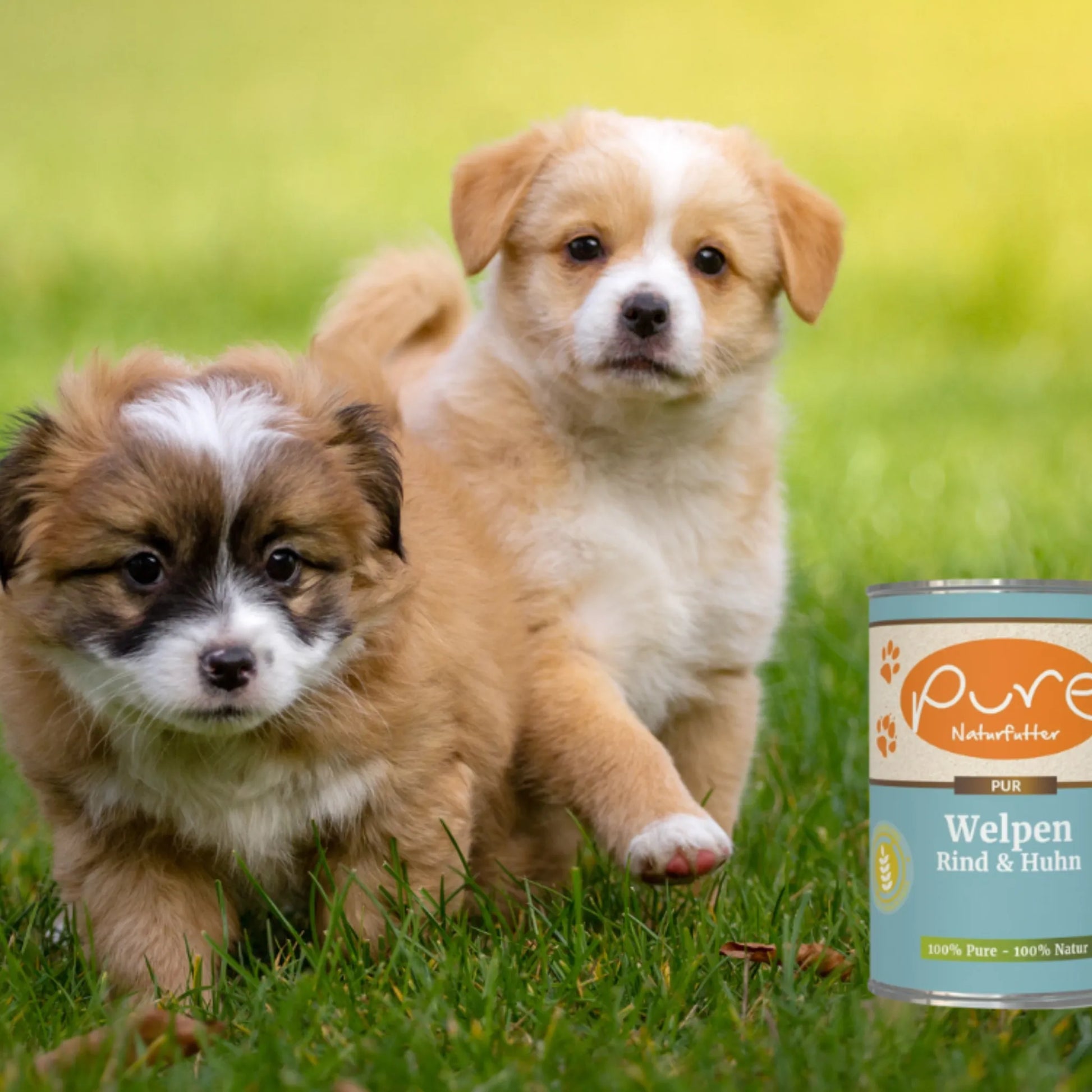 Zwei Welpen sitzen auf der Wiese neben einer Dose PURE Welpen Rind & Huhn – natürliches Nassfutter für Welpen