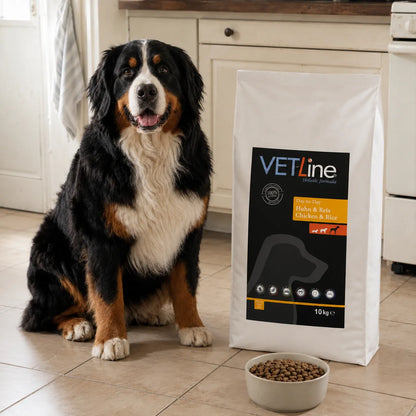 Berner Sennenhund neben VET-Line Huhn & Reis Large Adult Hundefutter 10 kg in heller Küche
